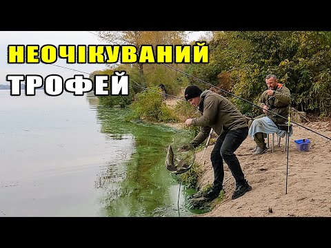 Видео: Закид на 90+ метрів сидячи - легко. ФІДЕРНА РИБОЛОВЛЯ ВОСЕНИ. НІКОЛИ НЕ ЗНАЄШ ХТО ПОТРАПИВ НА ГАЧОК.