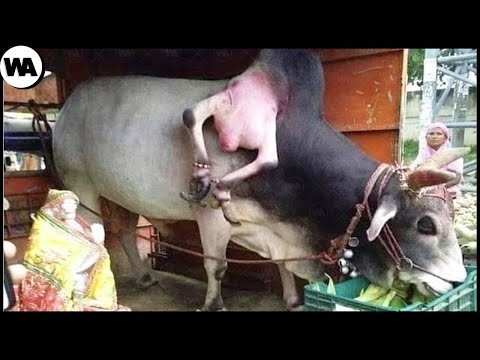 Видео: Если бы Этих Животных Не Сняли на Камеру, Никто Бы в Это Не Поверил