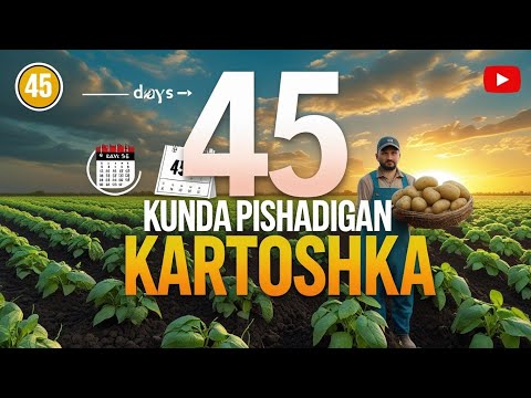 Видео: Энг эрта пишар Картошка🥔#bobodexqonlar