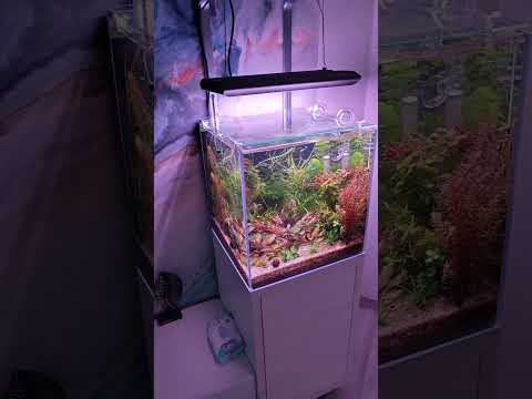 Видео: Как я переосмыслил значимость света после знакомства с AQUA CREATIV 