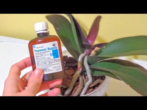 Видео: ПОЛИВАЙТЕ орхидеи ПО ЛИСТУ ПЕРЕКИСЬЮ! корни ПОЛЗУТ! листьям ПОЛЬЗА! орхидеи НЕ УЗНАТЬ!