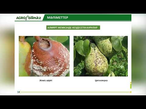 Видео: Түркістан обл, Бажор-Агро» ш/қ жағдайында симменталды тұқымды импорттық сүтті малды өсіру тәжірибесі