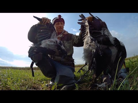 Видео: ОХОТА НА ГОЛУБЯ, СЕРУЮ ВОРОНУ, УТКУ. 7ка творит чудеса