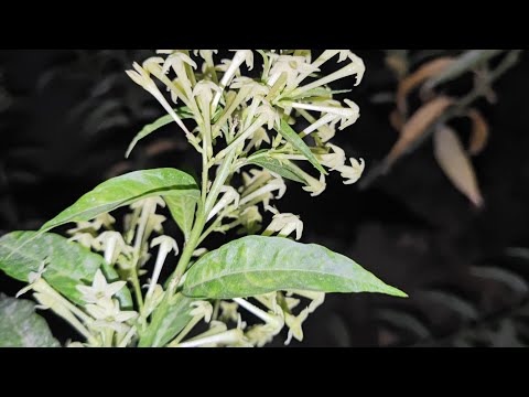 Видео: Мушки анбар гули#uybekasi 