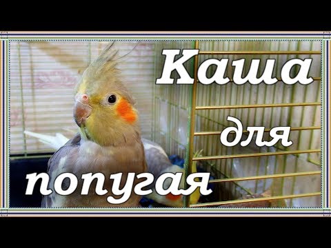 Видео: КАША ДЛЯ ПОПУГАЯ. Из чего и как готовить кашу для попугаев.