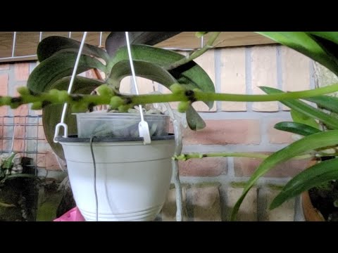 Видео: Как Я сушу ОРХИДЕИ после полива