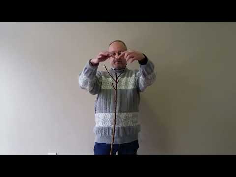 Видео: Първа Резитба след засаждане на овошки.