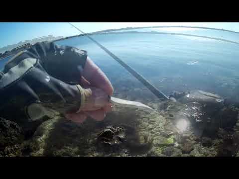 Видео: Сарган  18.09.2018