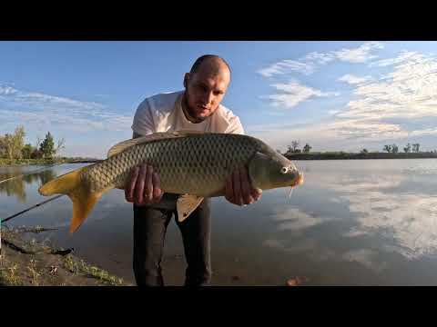 Видео: Ловля карпа в Америке на Миссури