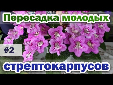 Видео: ПЕРЕСАДКА молодого СТРЕПТОКАРПУСА. Простые розетки. #2