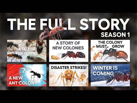 Видео: История муравьев (ПОЛНЫЙ 1-Й СЕЗОН) Эпизоды 1-6