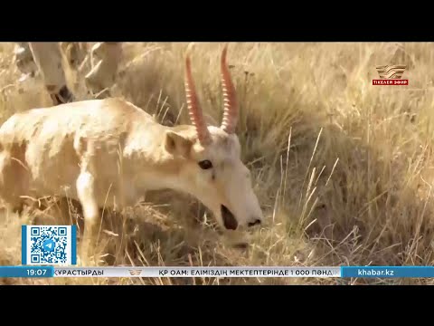 Видео: Ақмола облысында киік егістікті таптап кетті