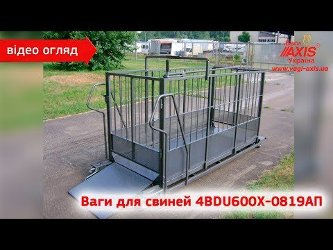 Видео: Вага для свиней 4BDU600Х-0819 AП (відео огляд). Весы для свиней 4BDU600Х-0819 AП (видео обзор).