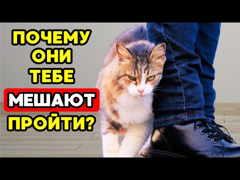 Видео: Если твоя кошка ПЕРЕГОРАЖИВАЕТ тебе путь — вот ЧТО она пытается сказать!