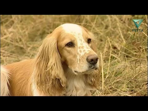 Видео: Русский охотничий спаниель