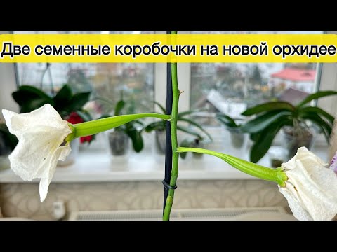 Видео: Две семенные коробочки на одной орхидее — это реально! Размножение орхидей