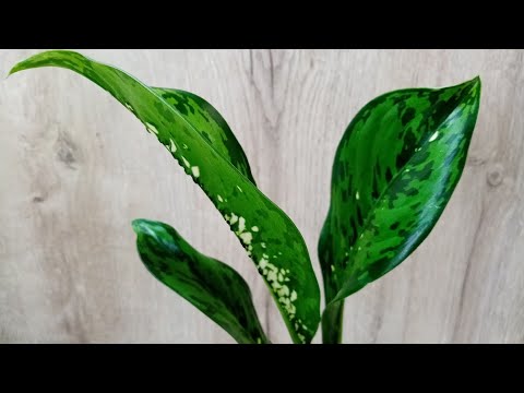 Видео: Диффенбахии в моей цветочной коллекции.