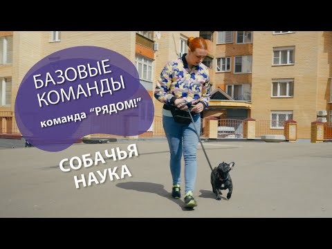 Видео: Дрессировка щенка: Команда "Рядом!"