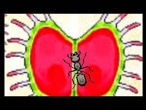 Видео: Как получить венерину мухоловку в Pocket ants?