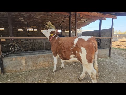 Видео: БАЙ БАЙ ГУНОЧИН СЕМЕНТАЛ ГЕРМАНИСКИ ОМАД 