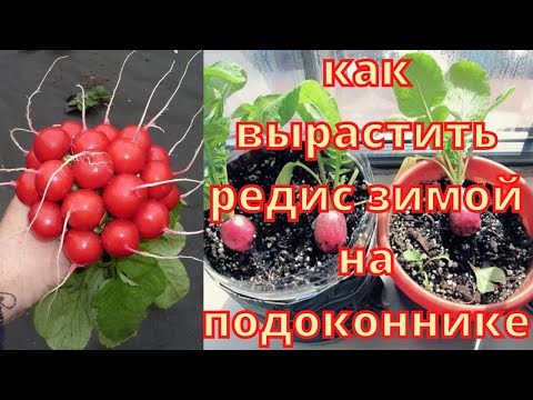 Видео: Как вырастить редис на подоконнике зимой