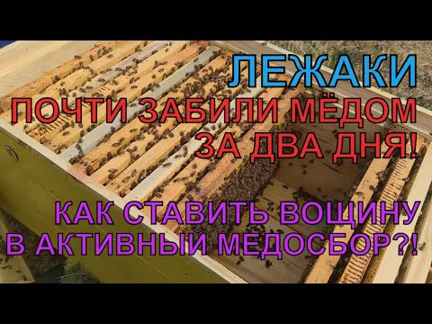 Видео: ЗАБИЛИ ЛЕЖАКИ МЁДОМ ЗА ДВА ДНЯ ОГРАНИЧИВАЮТ МАТКУ готовлю лежаки под мёд расширяю даю вощину 😳☝️🐝