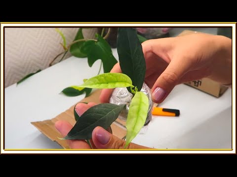 Видео: Новые классные сорта хойи