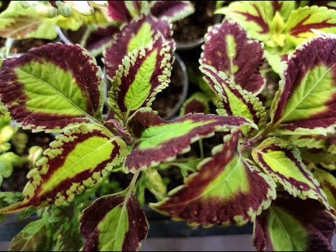 Видео: Колеусы. Зимовка на подоконнике. Конец января.