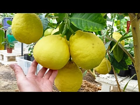 Видео: Созрели лимоны.Готовимся к зиме.