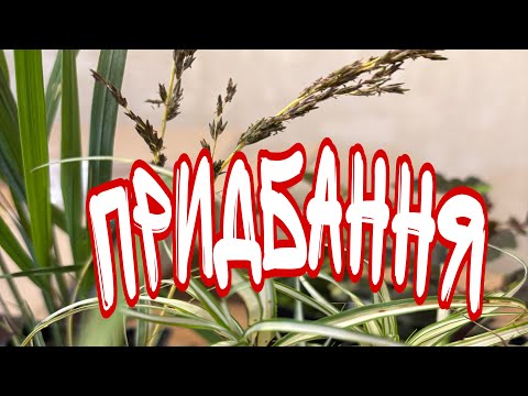 Видео: #покупки Що буде рости на новій ділянці?