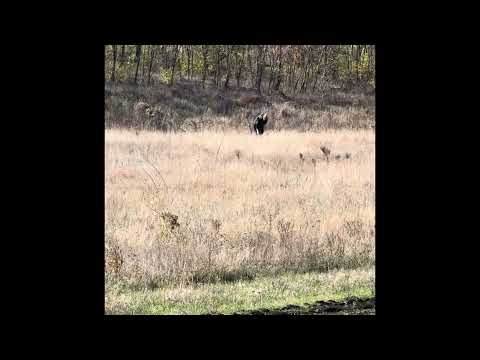 Видео: Выход по грибы!!! #грибы 