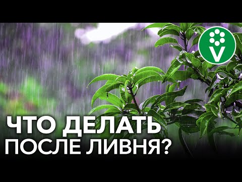 Видео: БУДЬТЕ НАЧЕКУ! ЕСЛИ ЗАТОПИЛО ОГОРОД: простые шаги для спасения урожая
