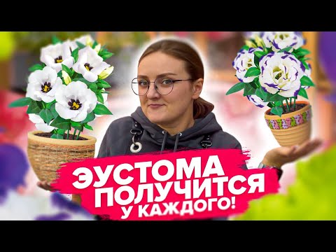 Видео: ЭУСТОМА БУДЕТ! Как посеять эустому на ранее цветение