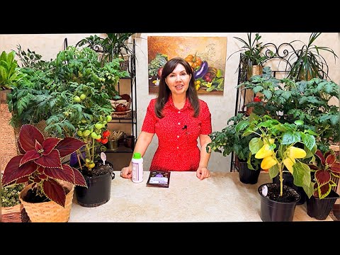 Видео: ЭТО ИЗБАВИТ НАВСЕГДА ОТ ВСЕХ ВРЕДИТЕЛЕЙ САДА И ОГОРОДА! ДВА НОВЫХ СРЕДСТВА!