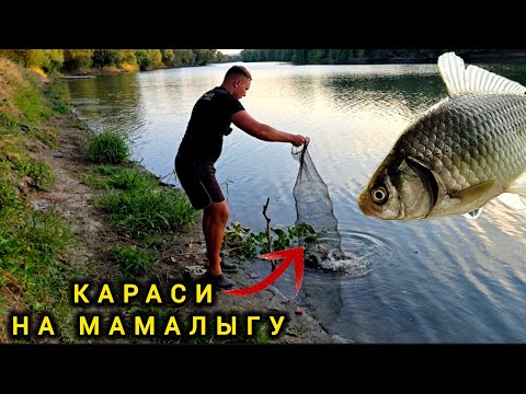 Видео: Что За Монстр Клюнул??? Караси На Пружину с Мамалыгой. Река Турунчук.