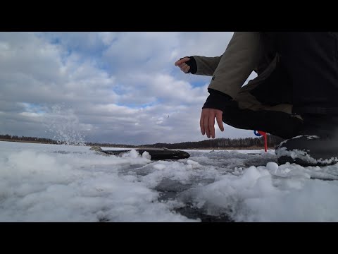 Видео: ЛОВЛЯ НА ЖЕРЛИЦЫ В ТОРФЯНЫХ РАЗЛИВАХ Г.БАРАНОВИЧИ