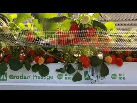 Видео: ФУРОР ЗАСЫПАЛ ЯГОДОЙ \\ НОВЫЙ СТЕЛЛАЖ ДЛЯ РАССАДЫ \\ ШМЕЛИ \\ КЛУБНИКА СЕНСАЦИЯ УДИВЛЯЕТ