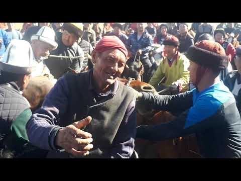 Видео: Аламан Улак, Жуми той берди, Ниязовтор Алтын курга таштады// Мырза-Аке