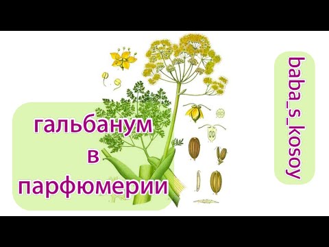 Видео: гальбанум в парфюмерии