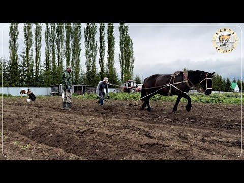 Видео: Обычные деревенские будни Уральского Фермера | Сезонные работы