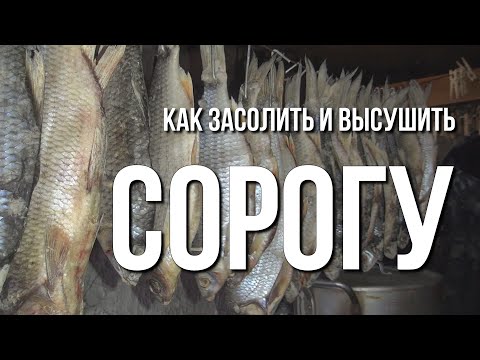 Видео: Как засолить и высушить сорогу (плотву)