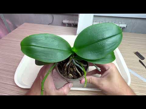 Видео: ВСЕ БОЯТСЯ ЕЁ на орхидее // СРОЧНАЯ чистка орхидеи от сухой черной гнили