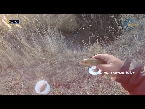 Видео: ОЛЖА - БЫЖЫ ӨЗЕНІ / АСМАН БАЛЫҒЫ / 14.11.21