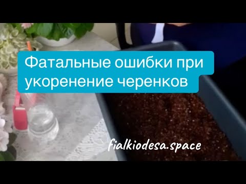 Видео: Как укоренить  черенки фиалки. 
