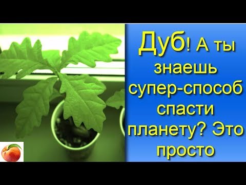 Видео: Дуб а ты знаешь  супер способ посадки Очень просто Рассада дуба Oak Мы разумные люди!!