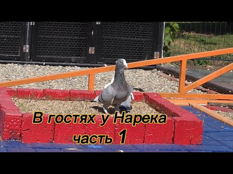 Видео: В гостях у Нарека часть 1@armenian_pigeon_house #աղավնի #pigeon #кабутар #бойныеголуби