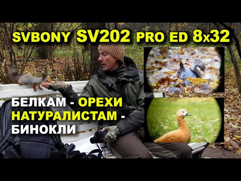 Видео: Обзор Бинокля SVBONY SV202 Pro ED 8x32