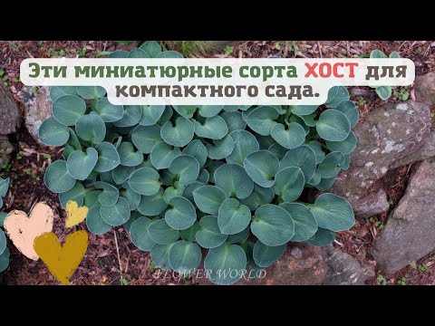 Видео: Эти миниатюрные сорта ХОСТ для компактного сада.🌿🍀🍁