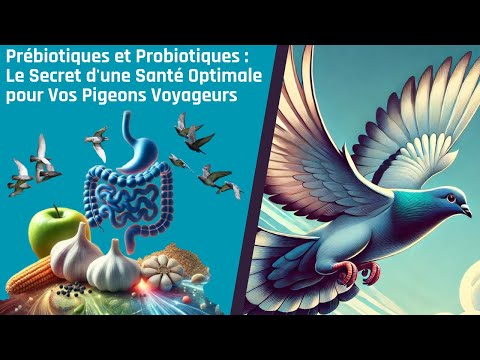 Видео: Пребиотики и пробиотики: секрет оптимального здоровья почтовых голубей