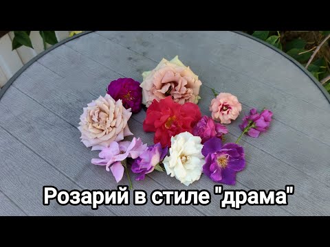 Видео: Стильный розарий: подборка роз по цвету